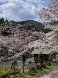 ほたるの里公園、とんぼの里公園の桜が咲きました。