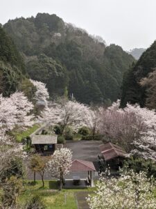 宮部上の桜が満開となりました。