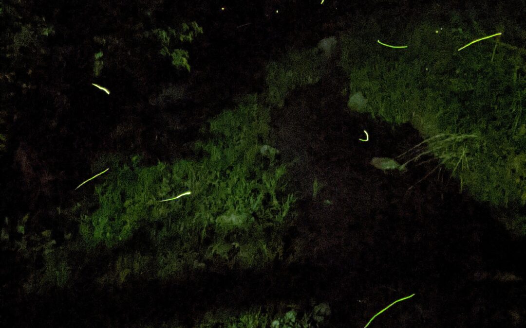 梅雨に入り、田植えも始まり、宮部川でホタルが飛び始めました